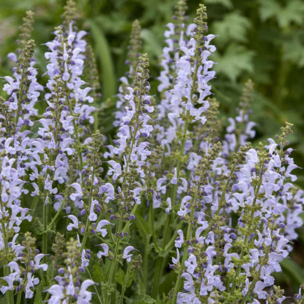 Salvia pratensis FASHIONISTA Vanity Flair - Wiesensalbei