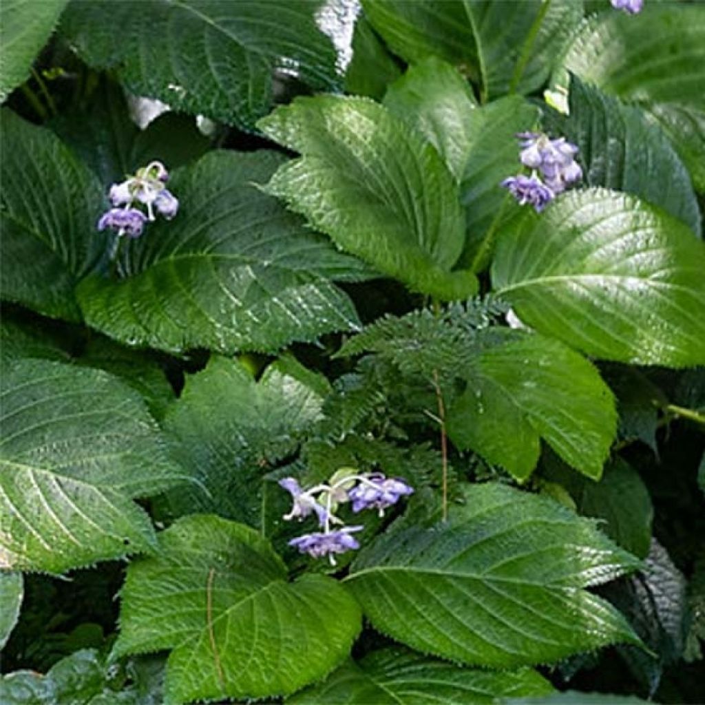 Deinanthe Blue Wonder - Scheinhortensie