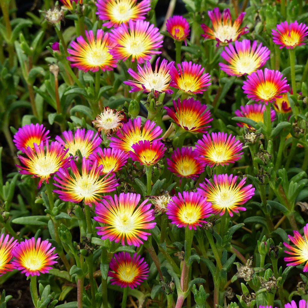 Delosperma Wheels of Wonder Hot Pink