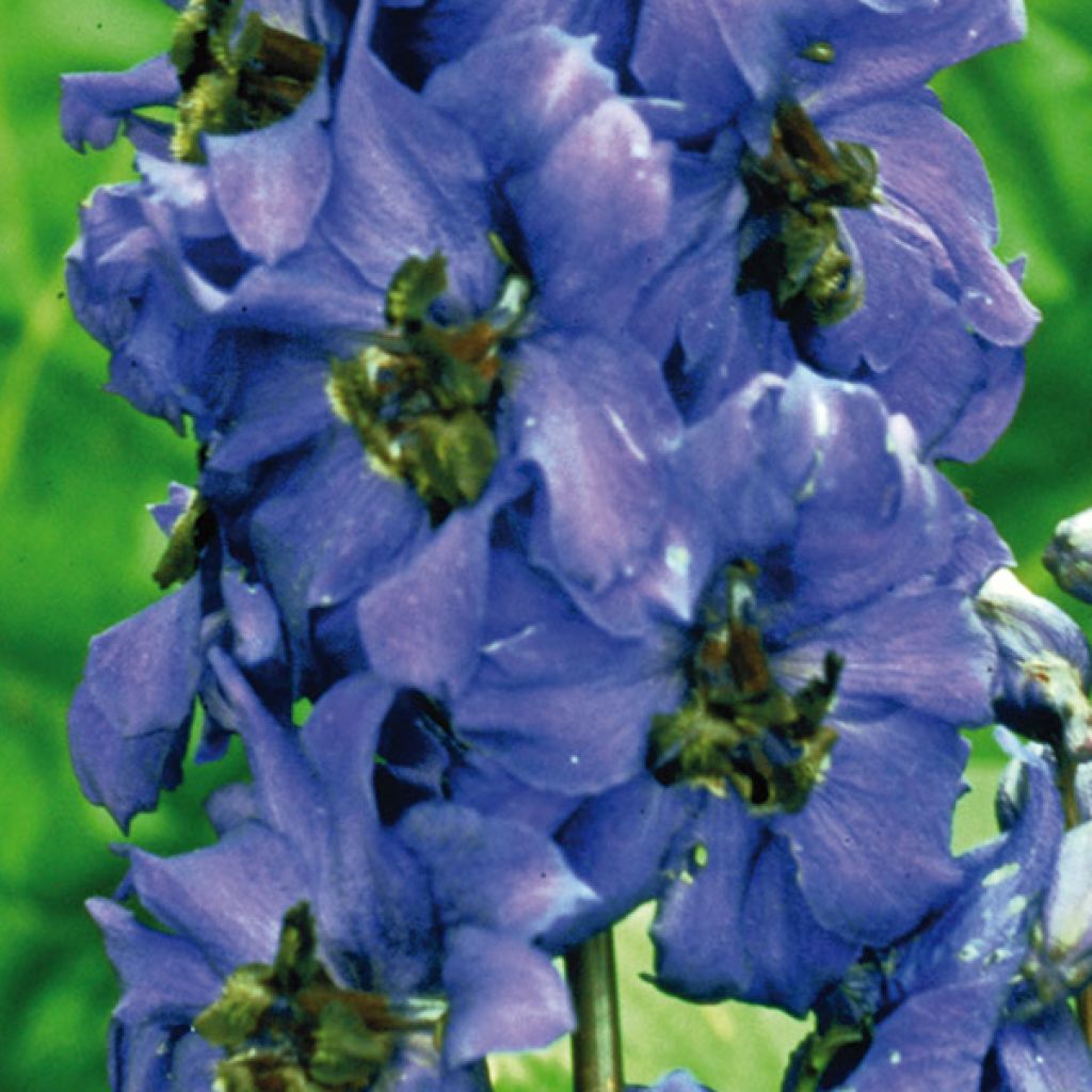 Pacific-Rittersporn Black Knight - Delphinium