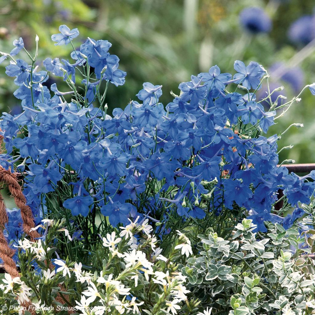 Garten-Rittersporn Blue Diamonds (Samen) - Delphinium grandiflorum