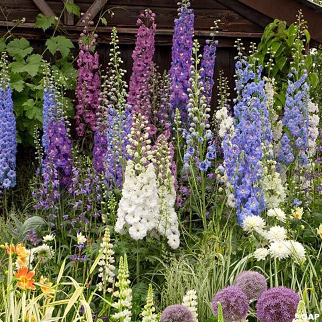 Hoher Rittersporn Magic Fountain Mix (Samen) - Delphinium