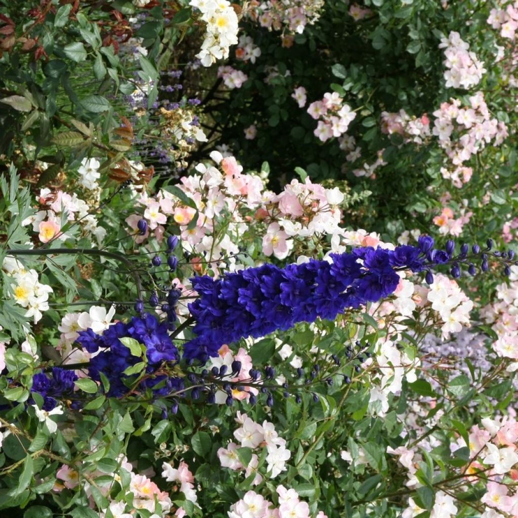 Pacific-Rittersporn Black Knight - Delphinium