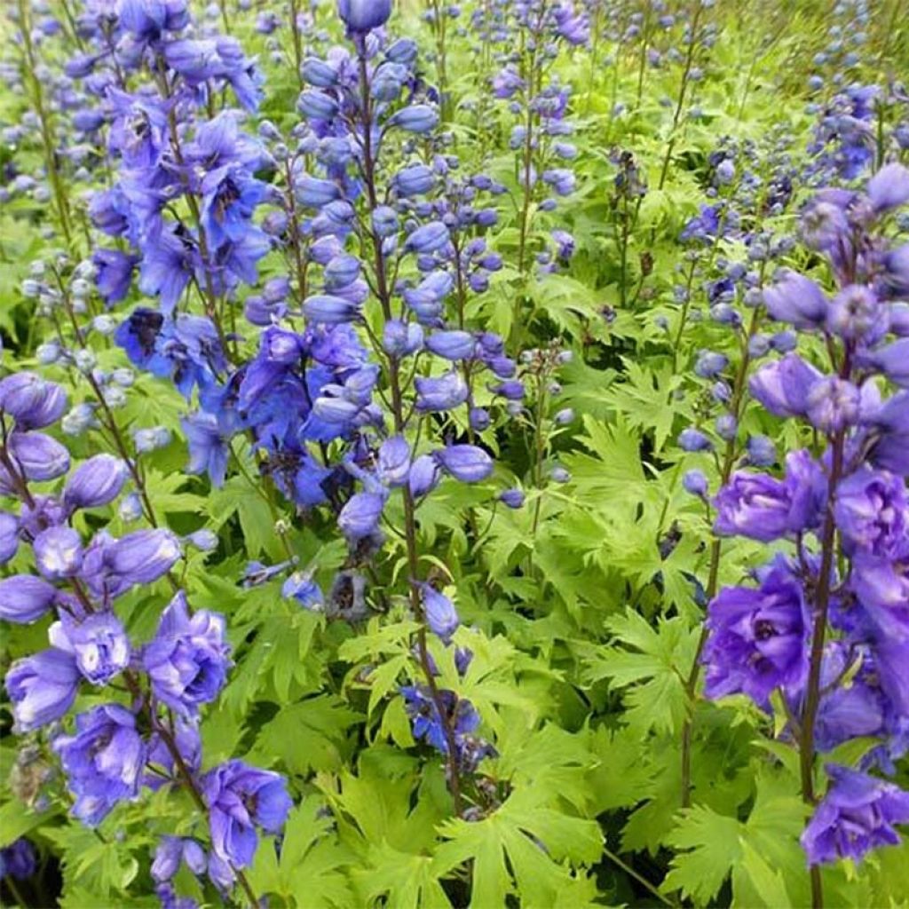 Pacific-Rittersporn Blue Jay - Delphinium