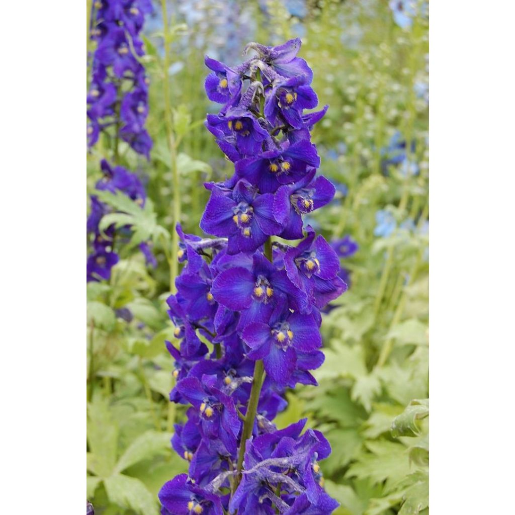 Delphinium belladona Delphinium belladonna Kleine Nachtmusik - Garten-Rittersporn