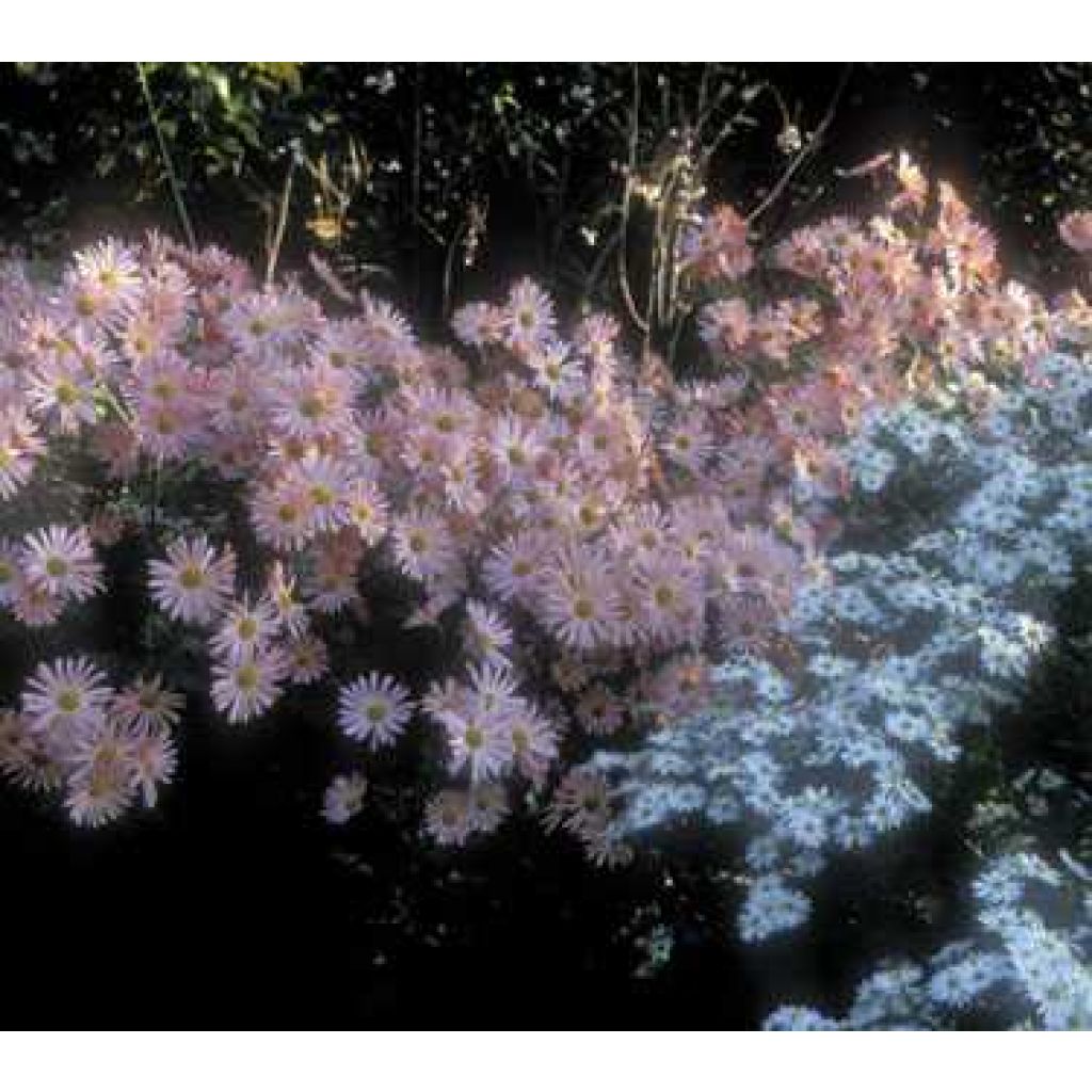 Dendranthema Hillside Pink Sheffield - Chrysanthème