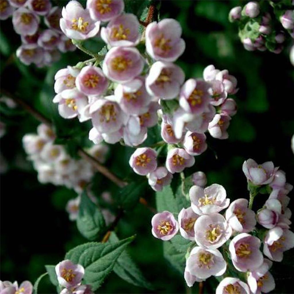 Deutzia compacta Lavender Time - Deutzie