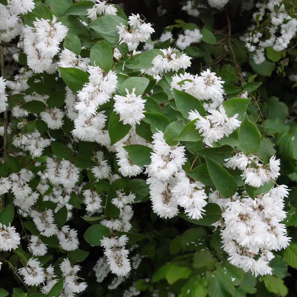 Deutzia crenata Pride of Rochester - Scharfe Deutzie