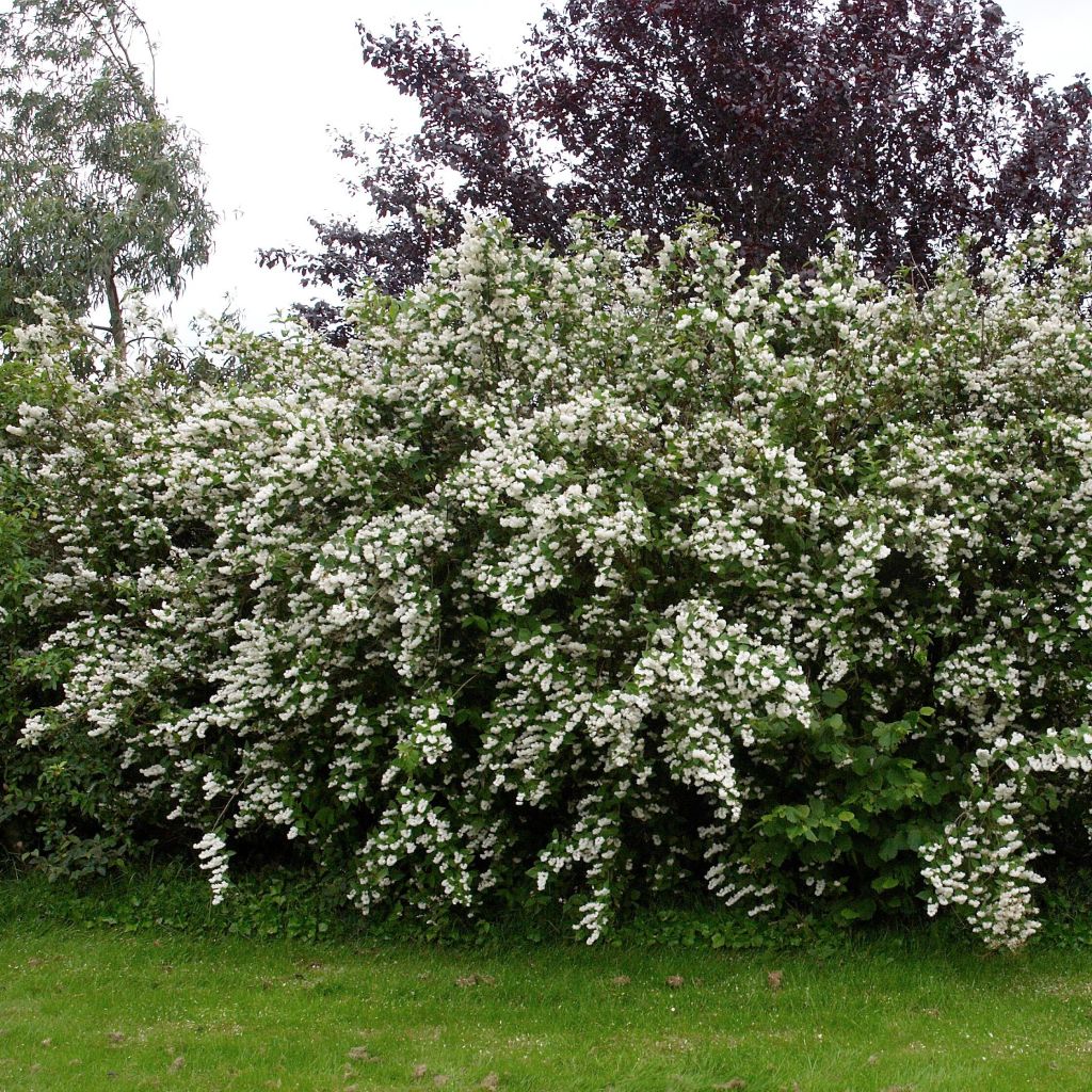 Deutzia crenata Pride of Rochester - Scharfe Deutzie