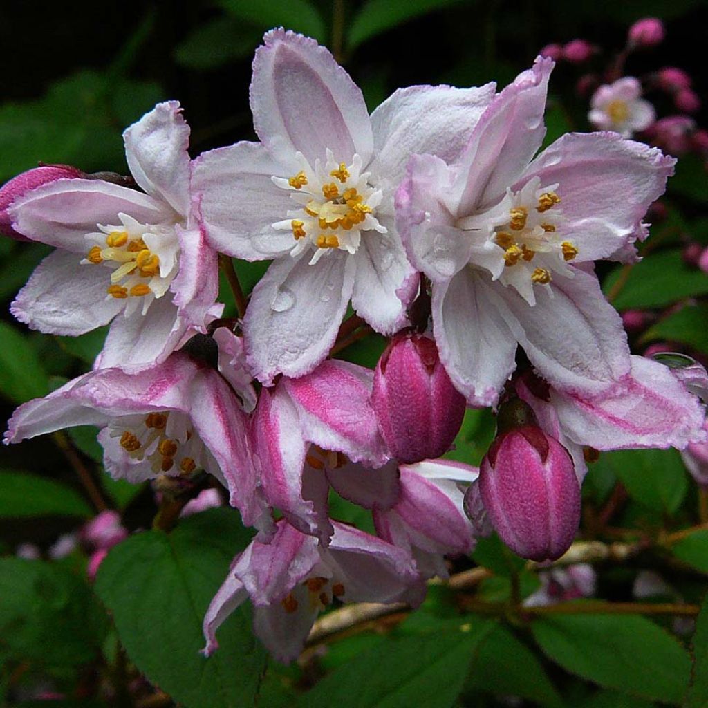 Deutzia purpurascens Kalmiiflora - Purpurrötliche Deutzie