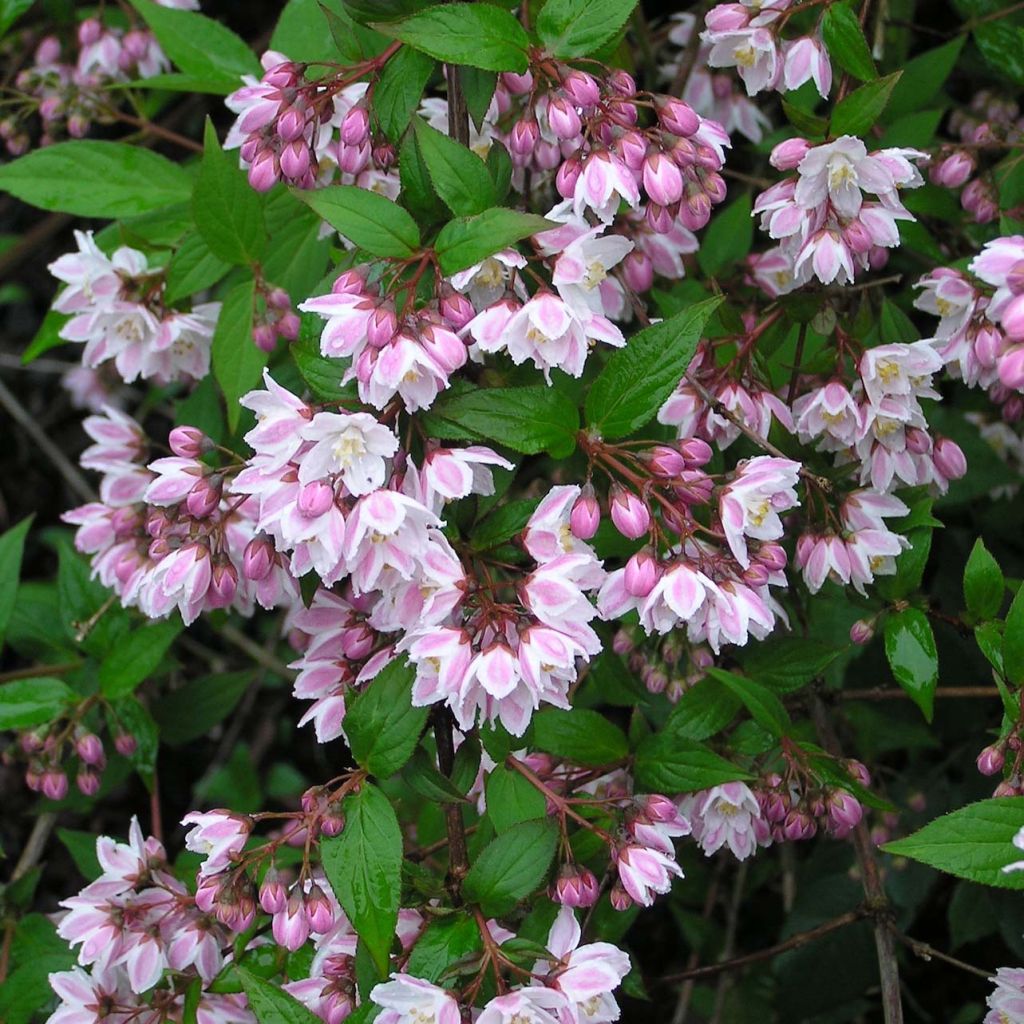 Deutzia purpurascens Kalmiiflora - Purpurrötliche Deutzie