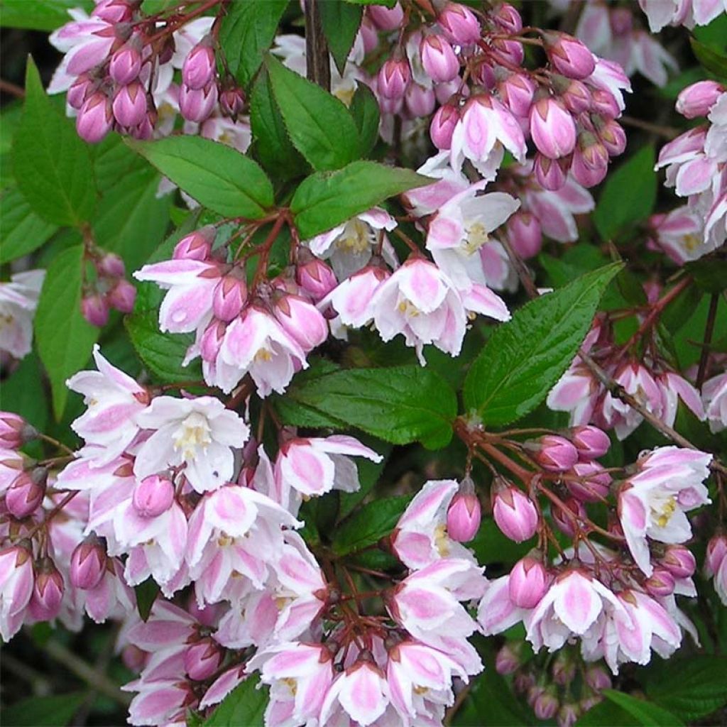 Deutzia purpurascens Kalmiiflora - Purpurrötliche Deutzie