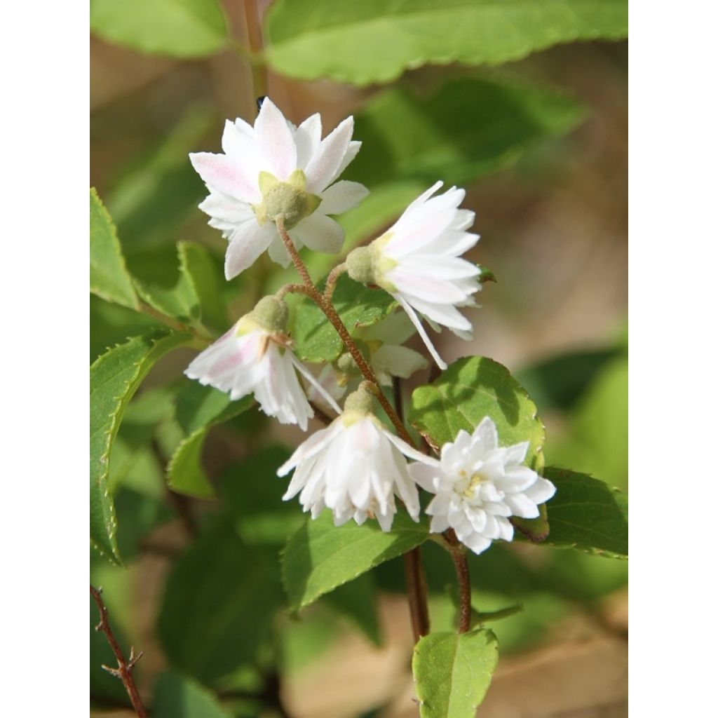 Deutzia crenata Pride of Rochester - Scharfe Deutzie