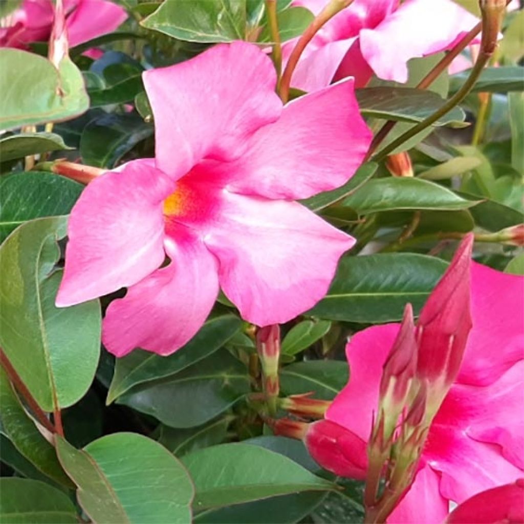 Dipladenia Diamantina Opale Fuchsia Flammé - Mandevilla