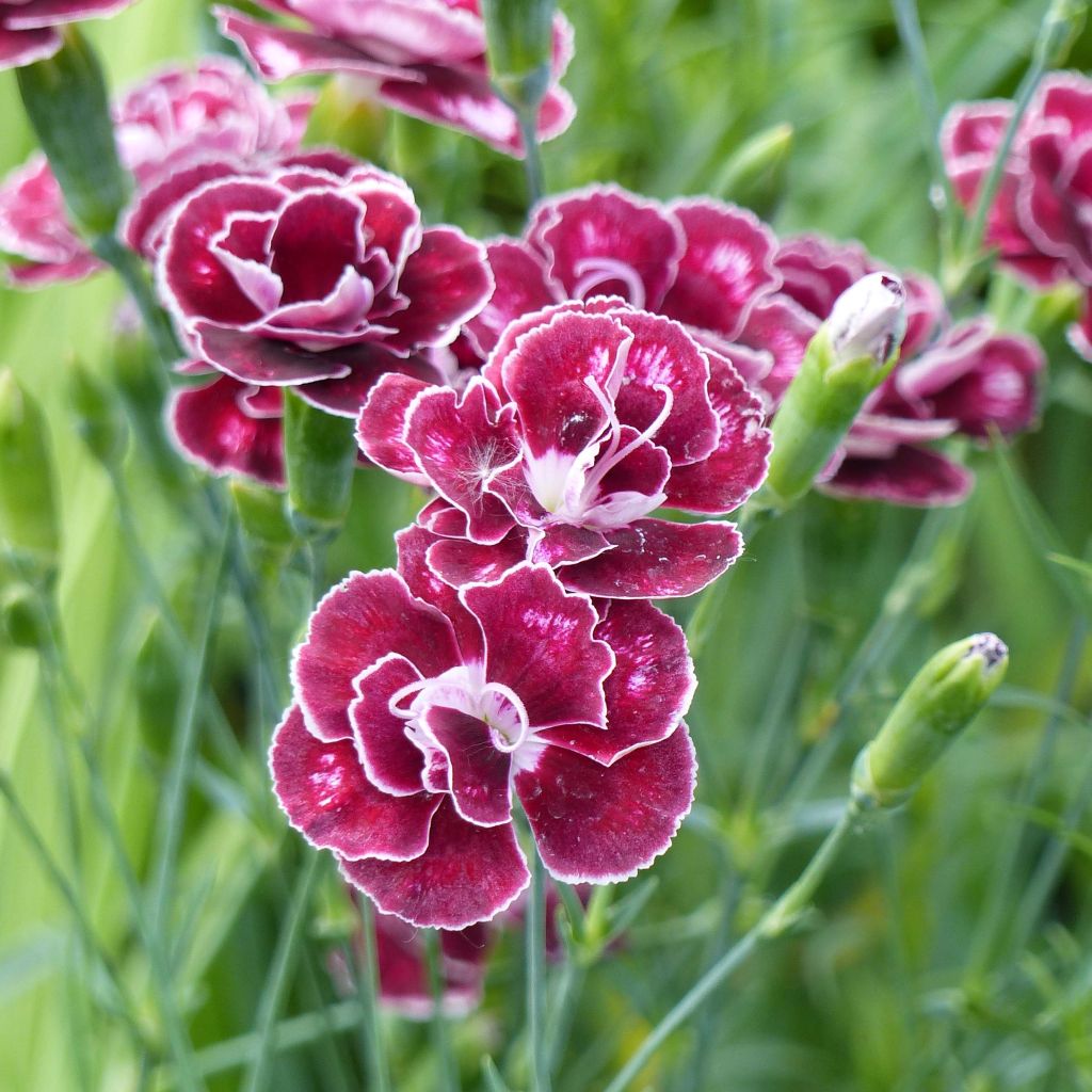 Dianthus alwoodii Romeo - Garten-Nelke