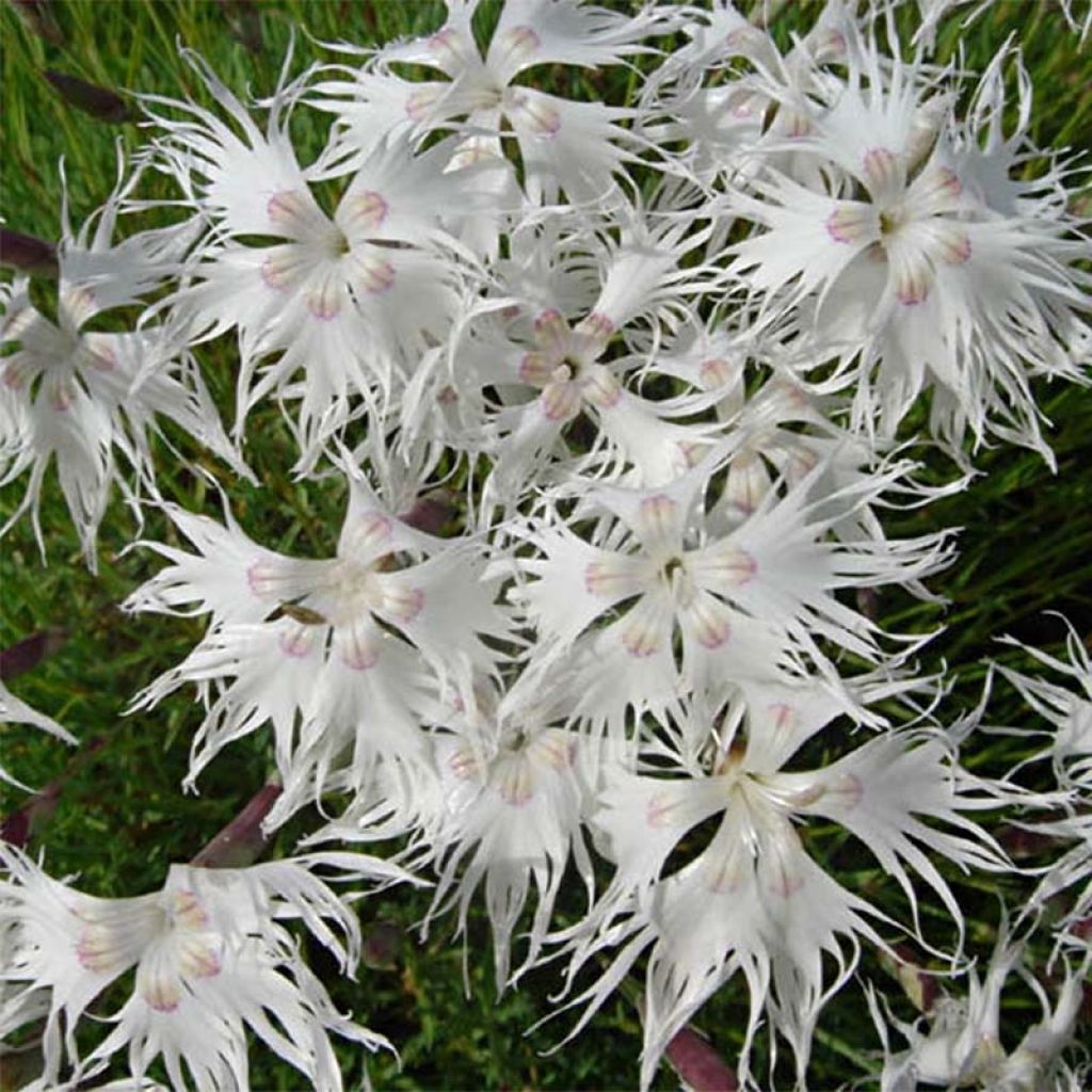 Dianthus arenarius - Gewöhnliche Sand-Nelke