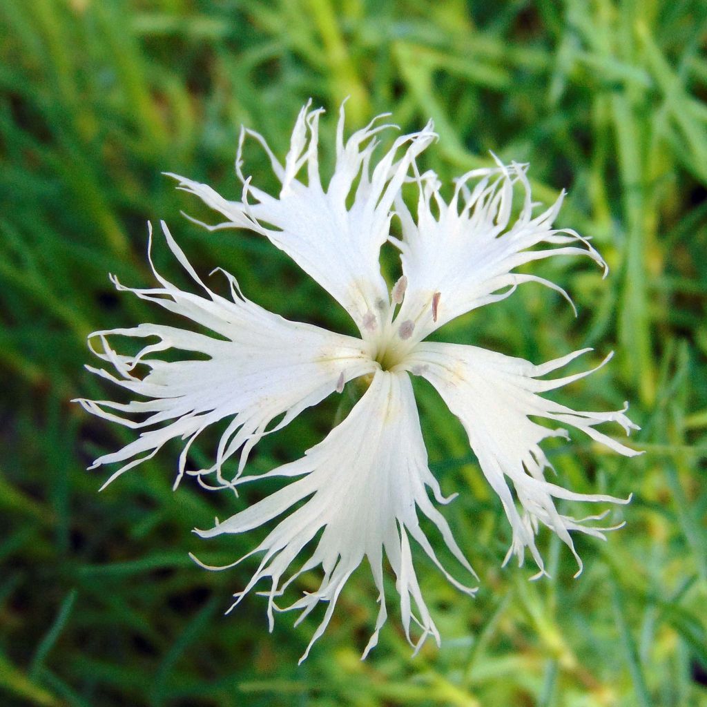 Dianthus arenarius - Gewöhnliche Sand-Nelke