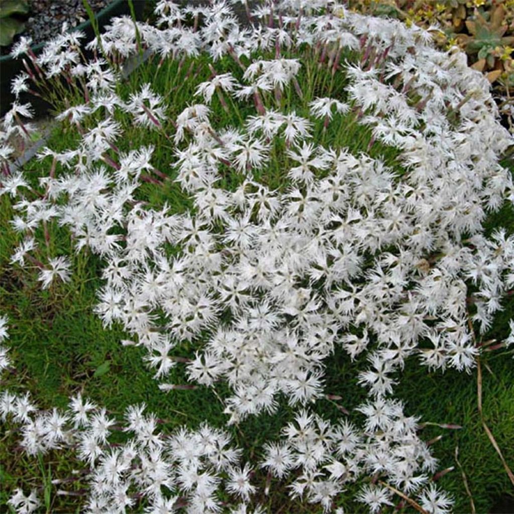 Dianthus arenarius - Gewöhnliche Sand-Nelke