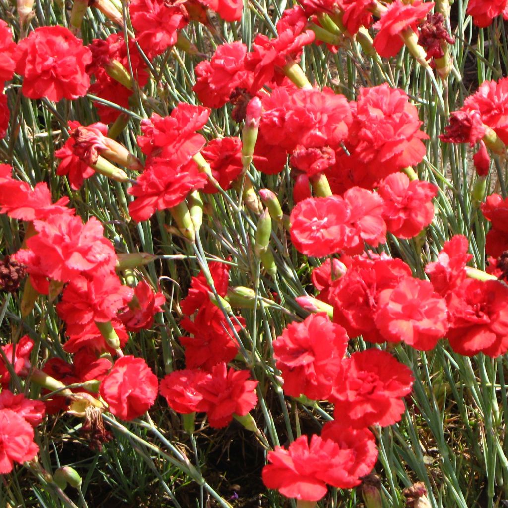 Feder-Nelke David - Dianthus plumarius