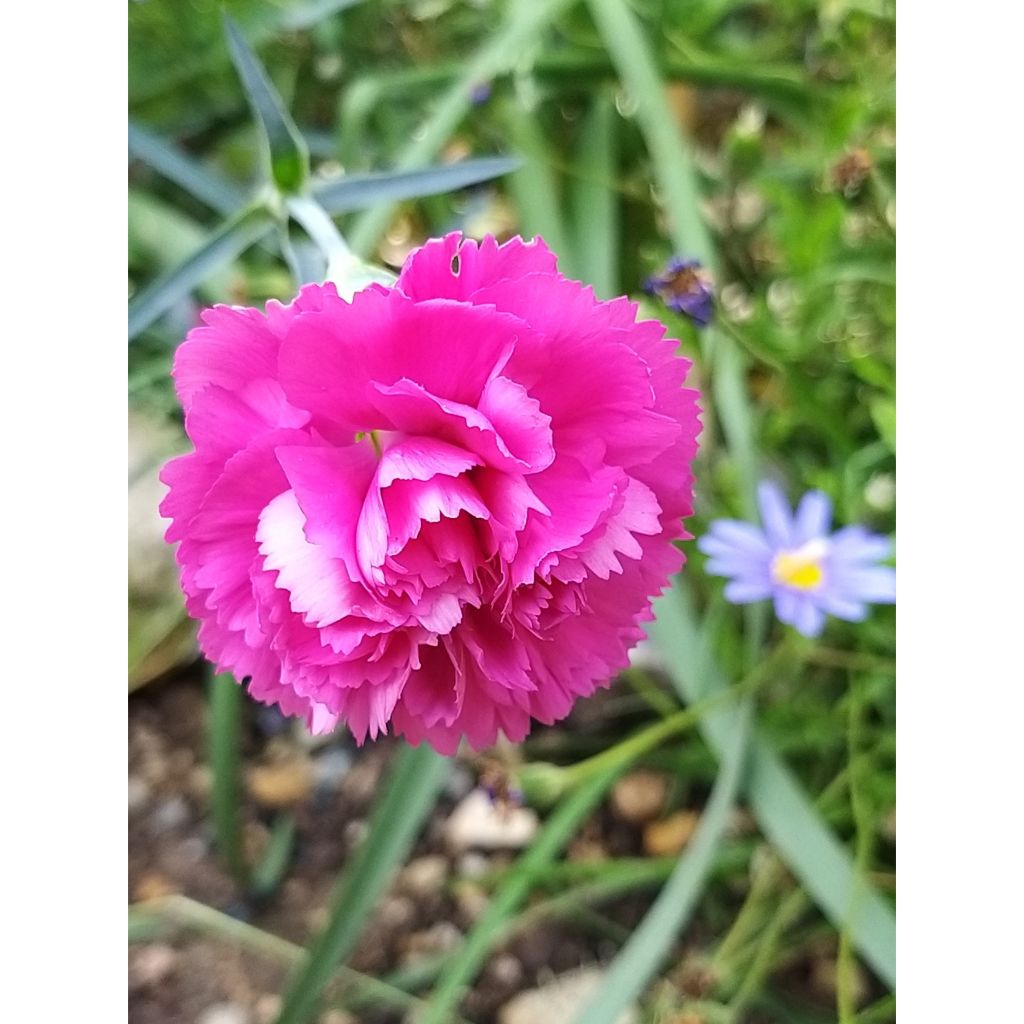 Feder-Nelke Lily the Pink - Dianthus plumarius