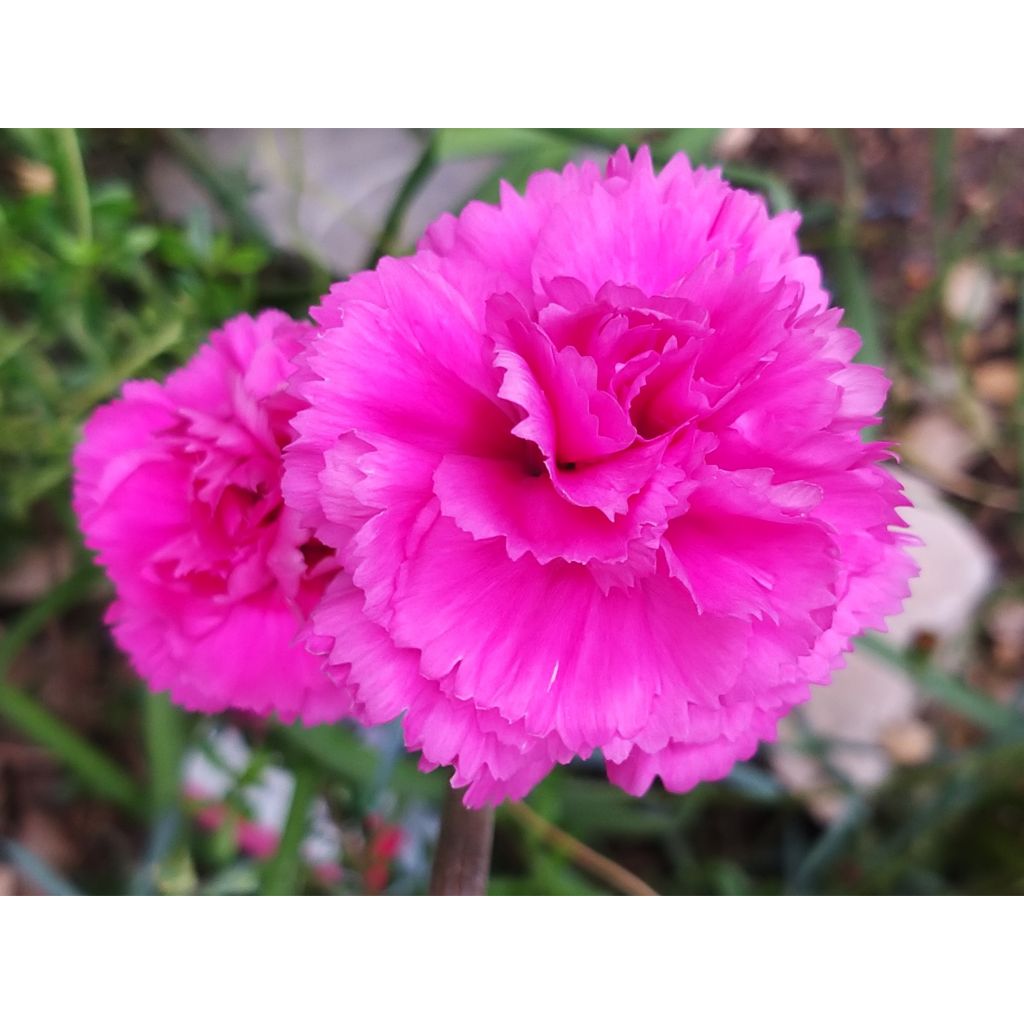 Feder-Nelke Lily the Pink - Dianthus plumarius