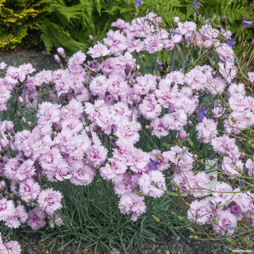 Feder-Nelke Pike s Pink - Dianthus plumarius