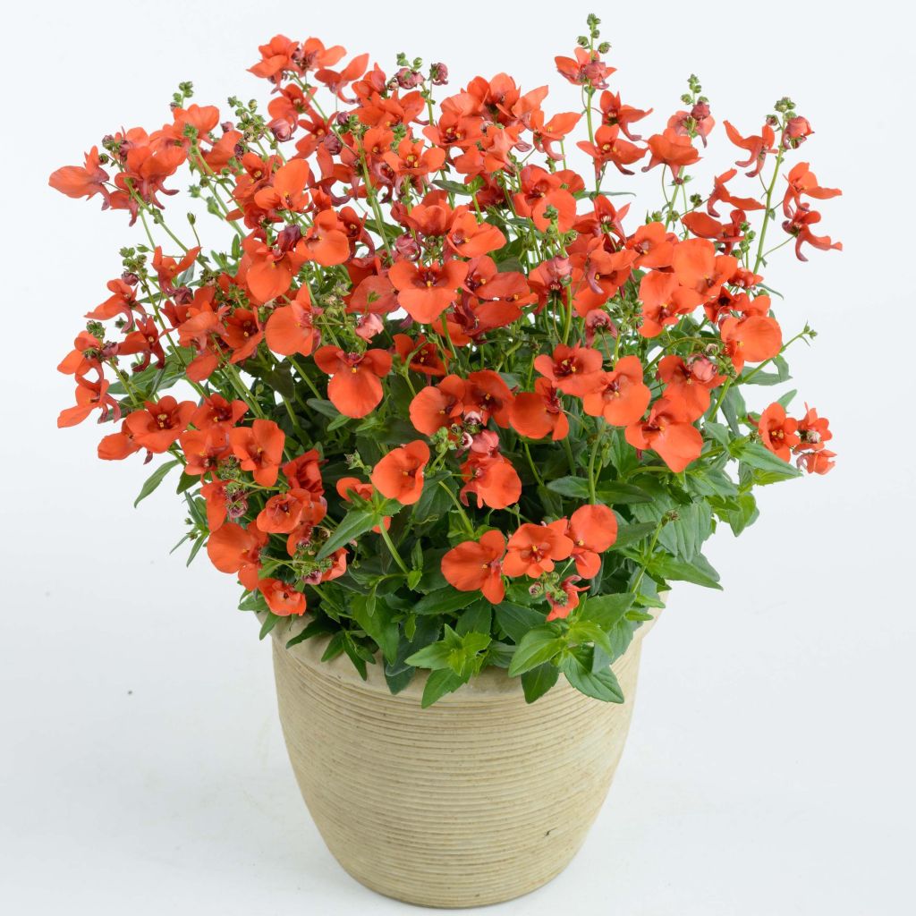 Diascia Breeze Plus Orange - Lachsblume