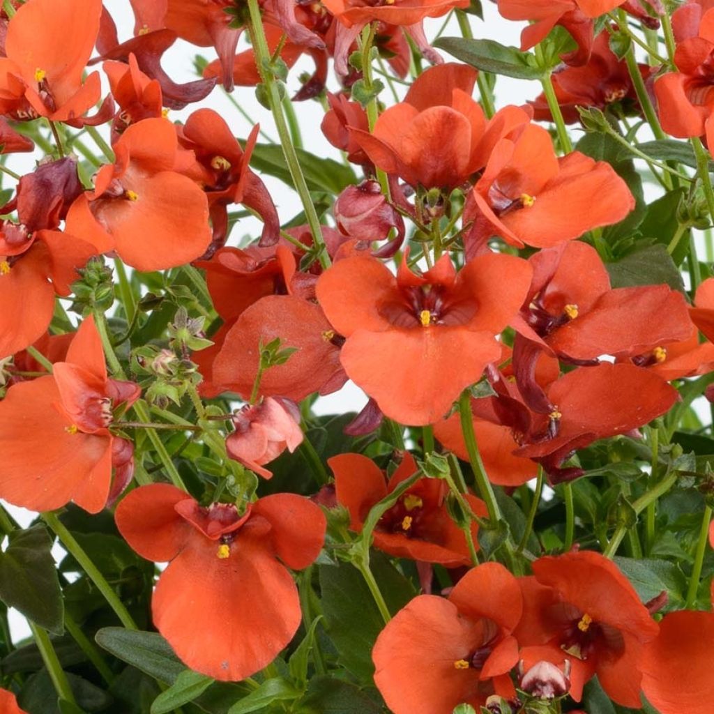 Diascia Breeze Plus Orange - Lachsblume