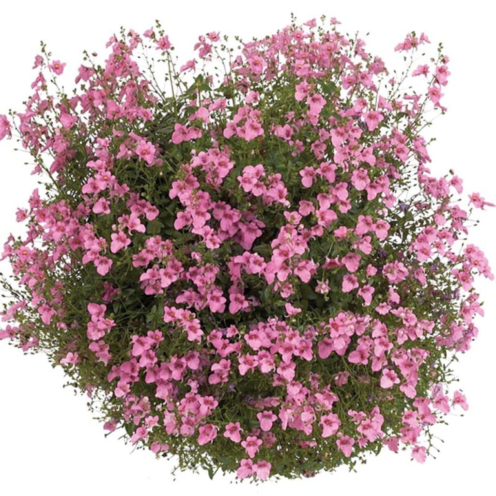 Diascia Breezee Plus Pink