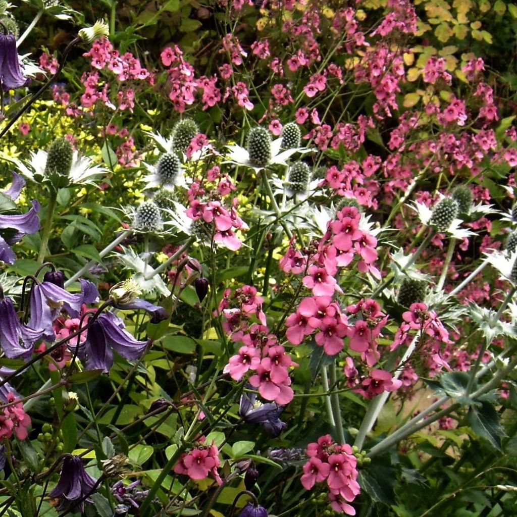 Diascia personata - Lachsblume