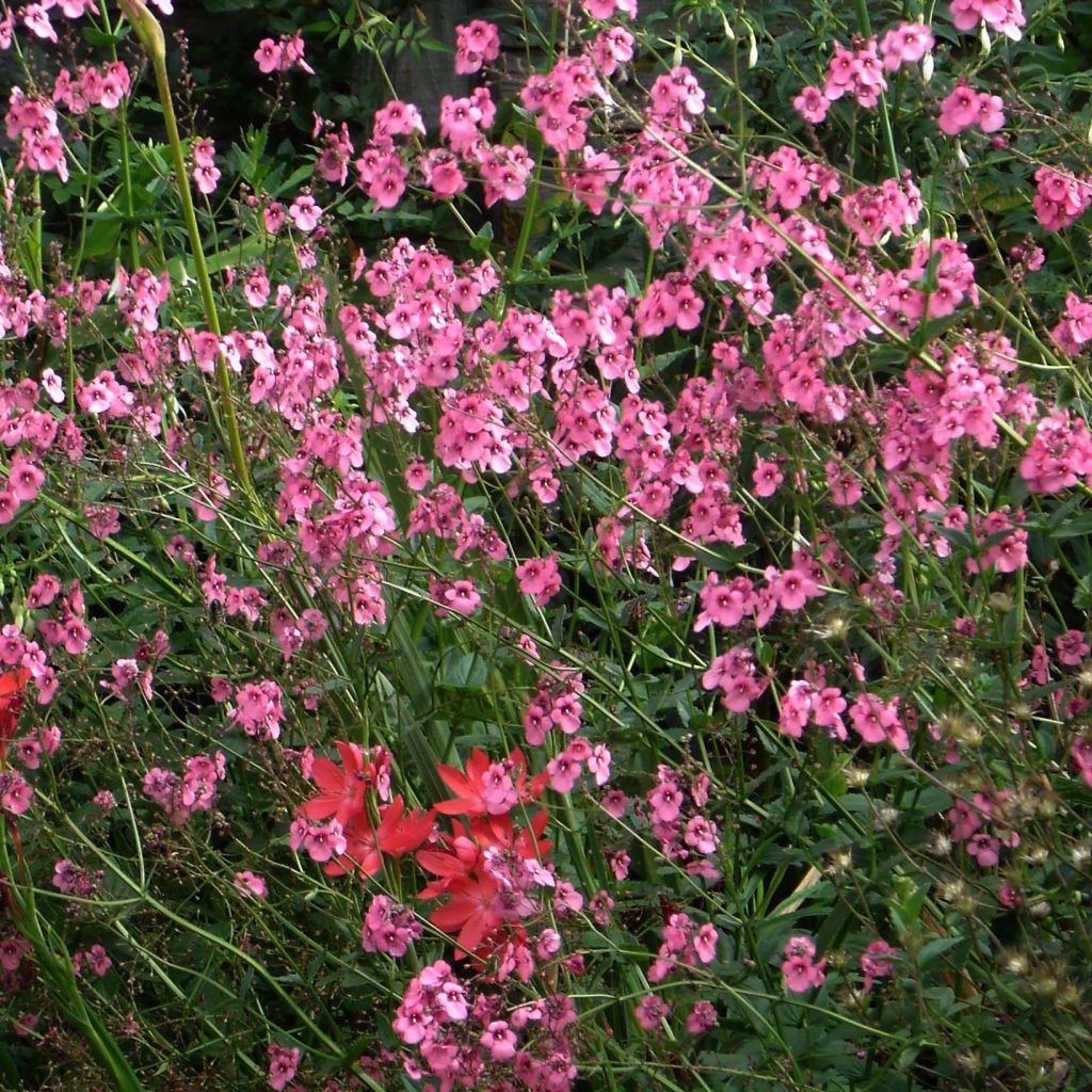 Diascia personata - Lachsblume