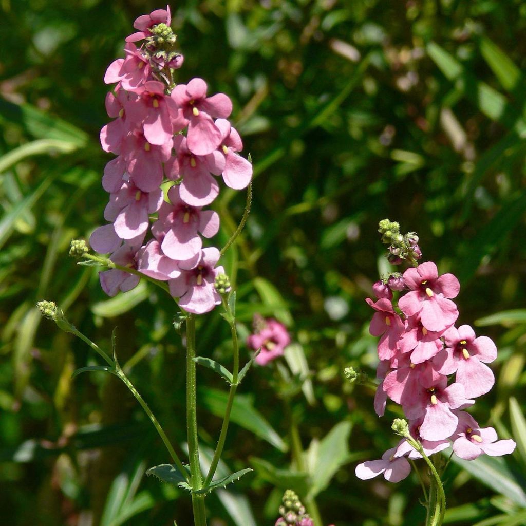 Diascia personata - Lachsblume