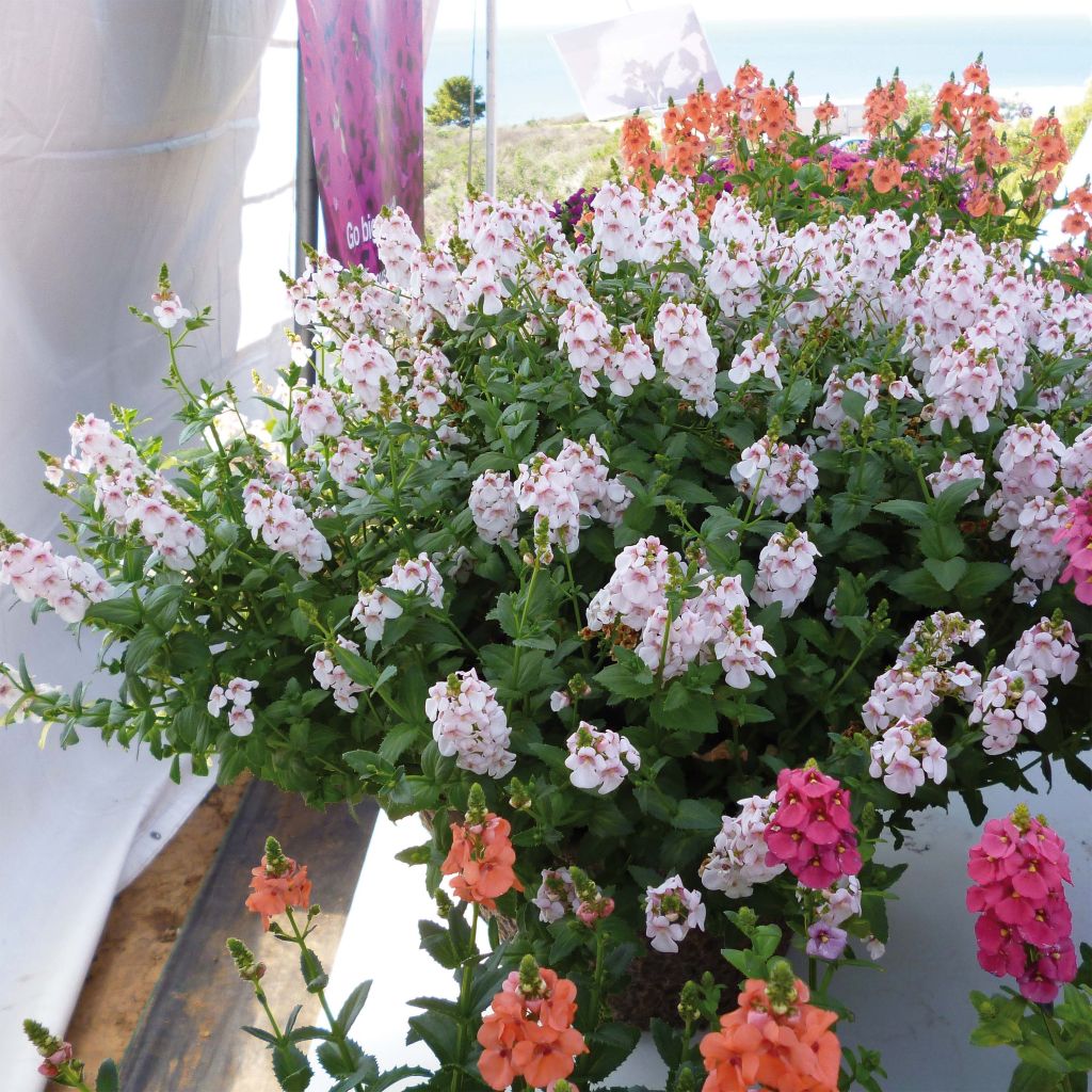 Diascia Sundascia Up Sakura Pink - Lachsblume