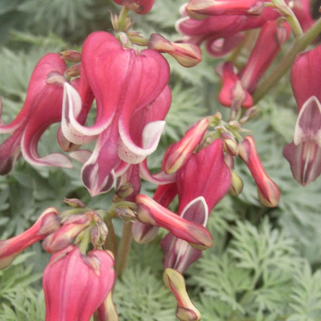 Dicentra King of Hearts - Herzblume