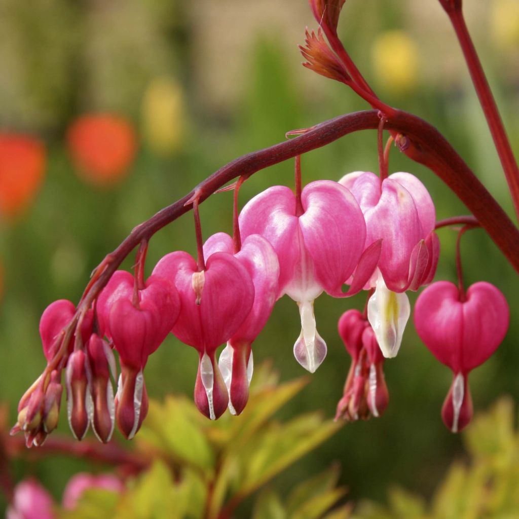 Dicentra spectabilis - Tränendes Herz