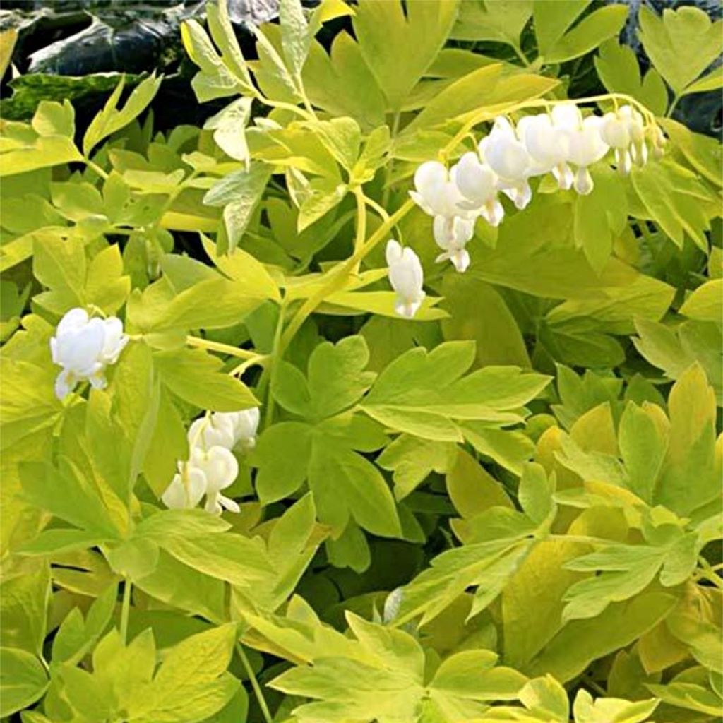 Dicentra spectabilis White Gold - Tränendes Herz