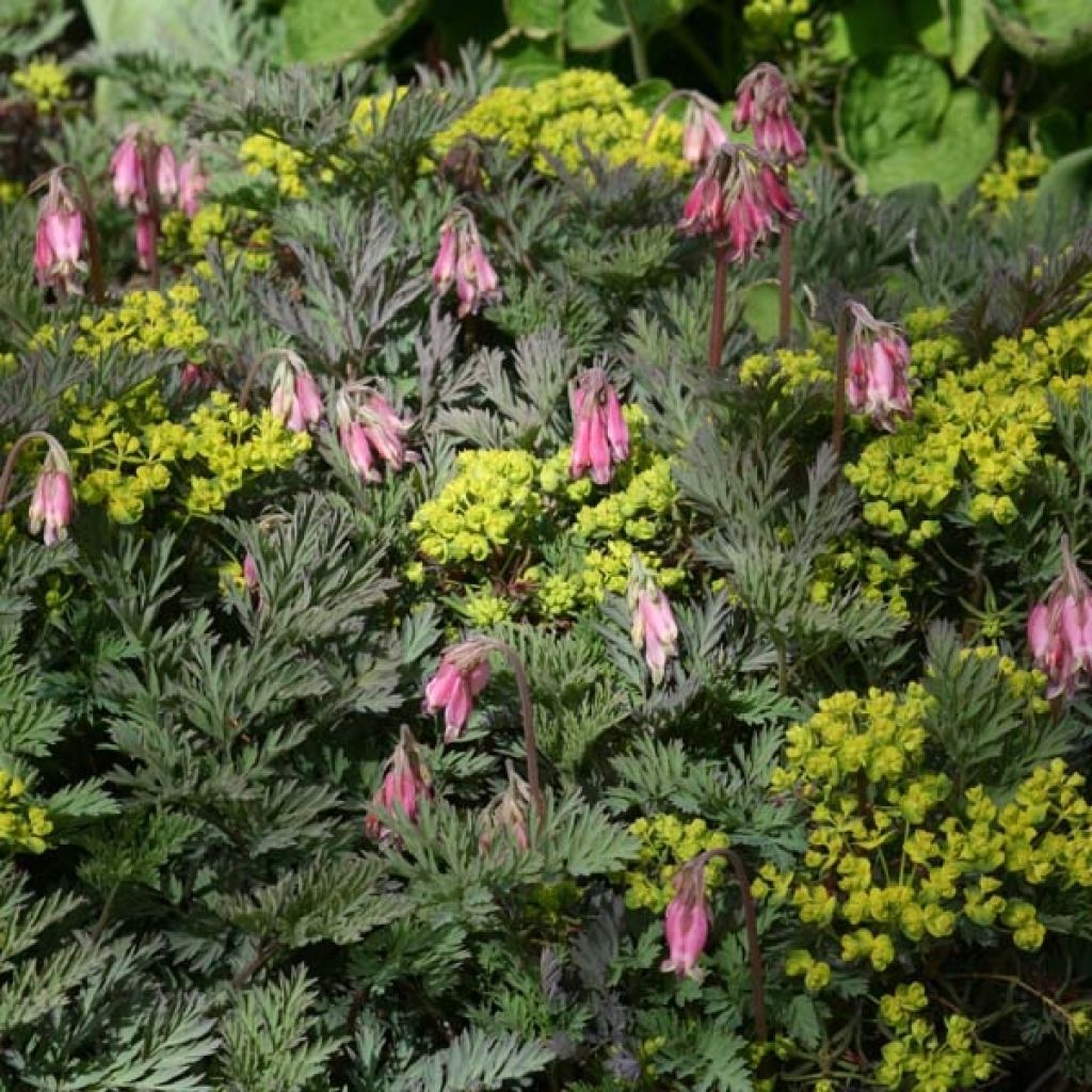 Dicentra eximia Stuart Boothman - Zwerg-Herzblume