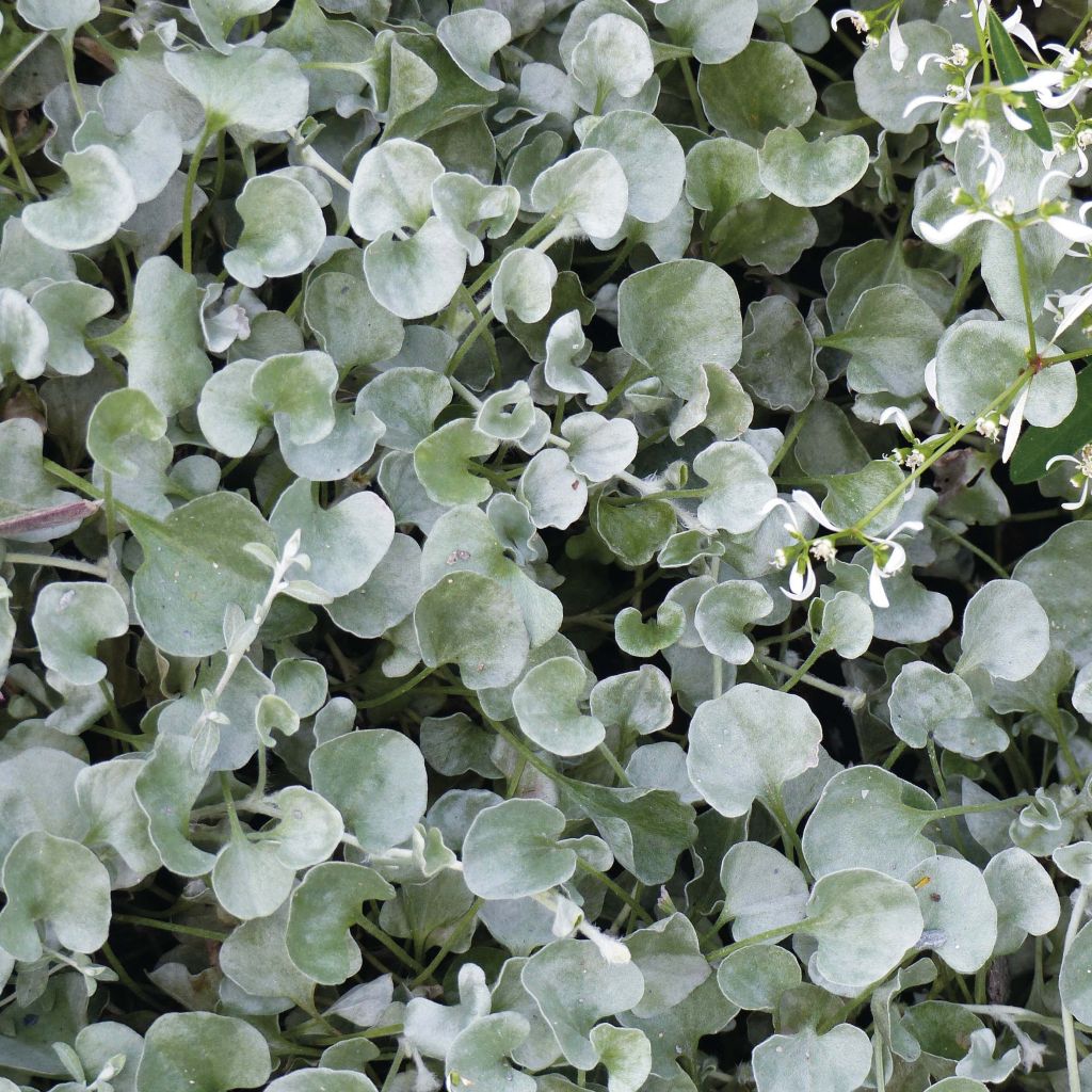 Dichondra argentea Silver Falls - Silberregen