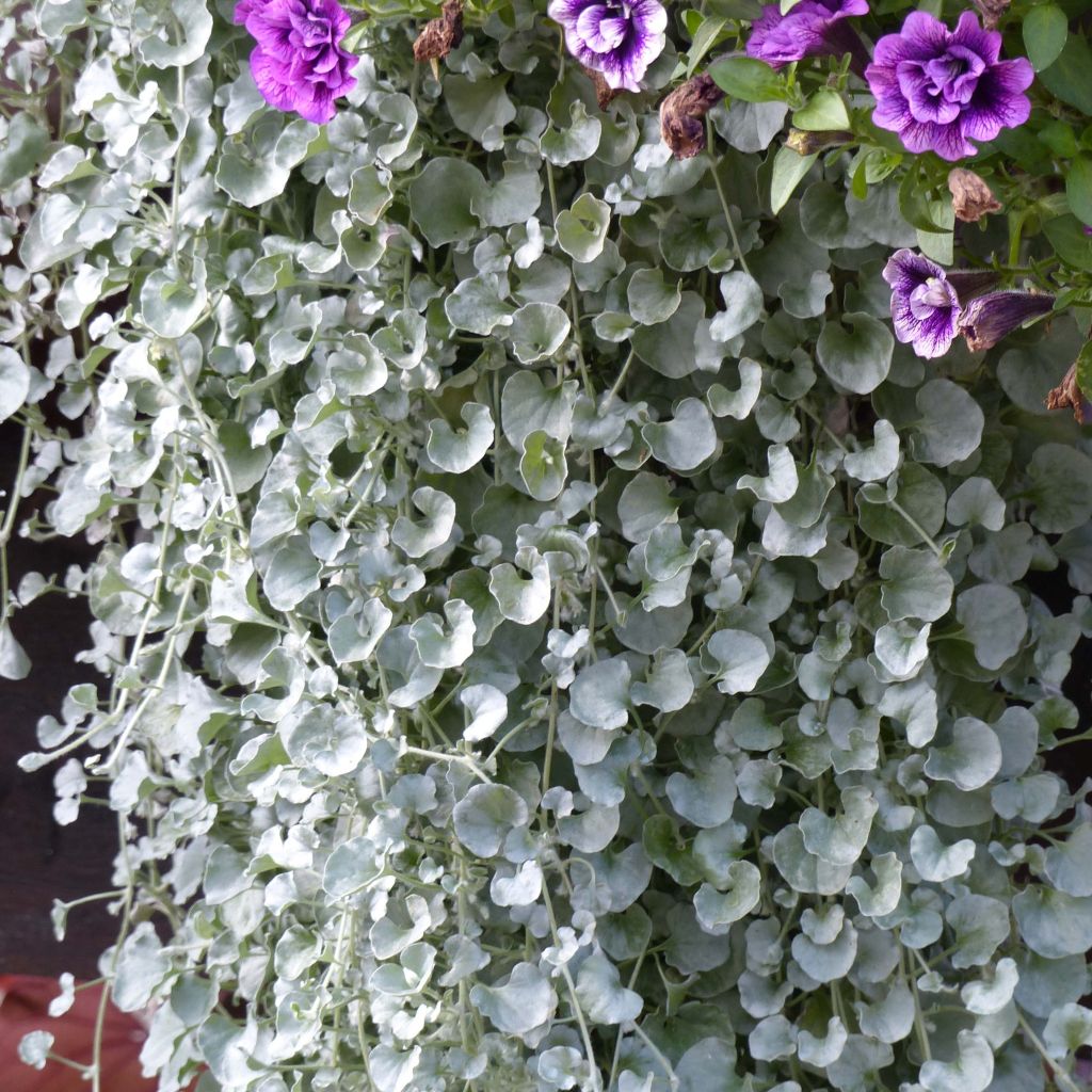 Dichondra argentea Silver Falls - Silberregen