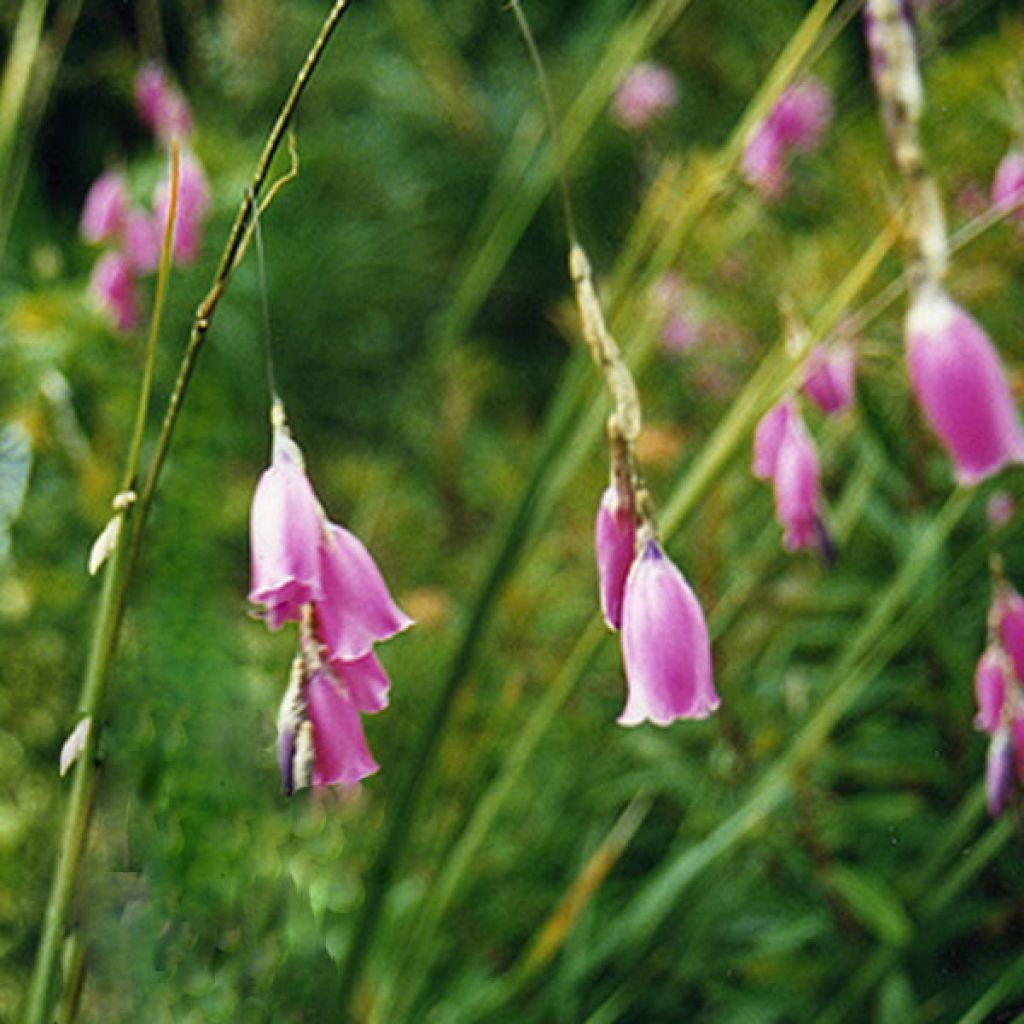 Canne à pêche des Anges - Dierama pulcherrimum