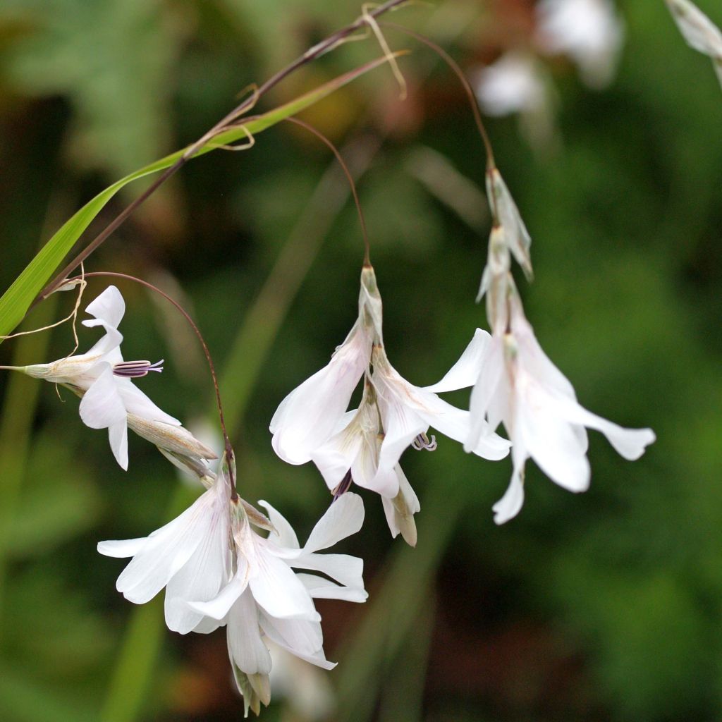 Dierama Guinevere - Trichterschwertel