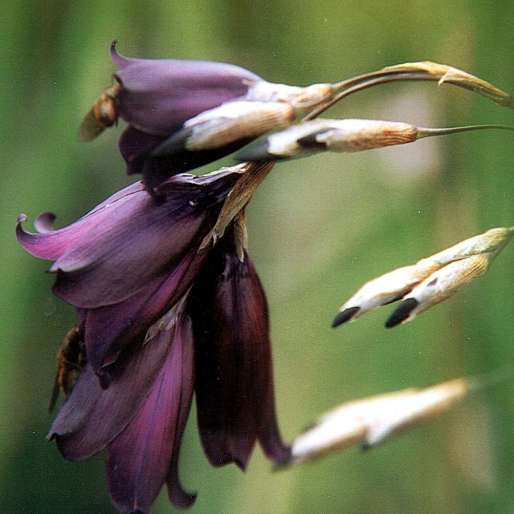 Dierama pulcherrimum Merlin - Trichterschwertel