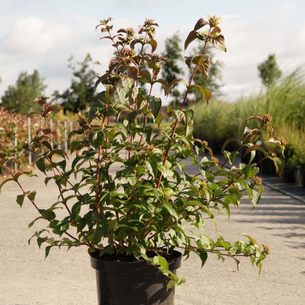 Diervilla Kodiak Black - Buschgeißblatt