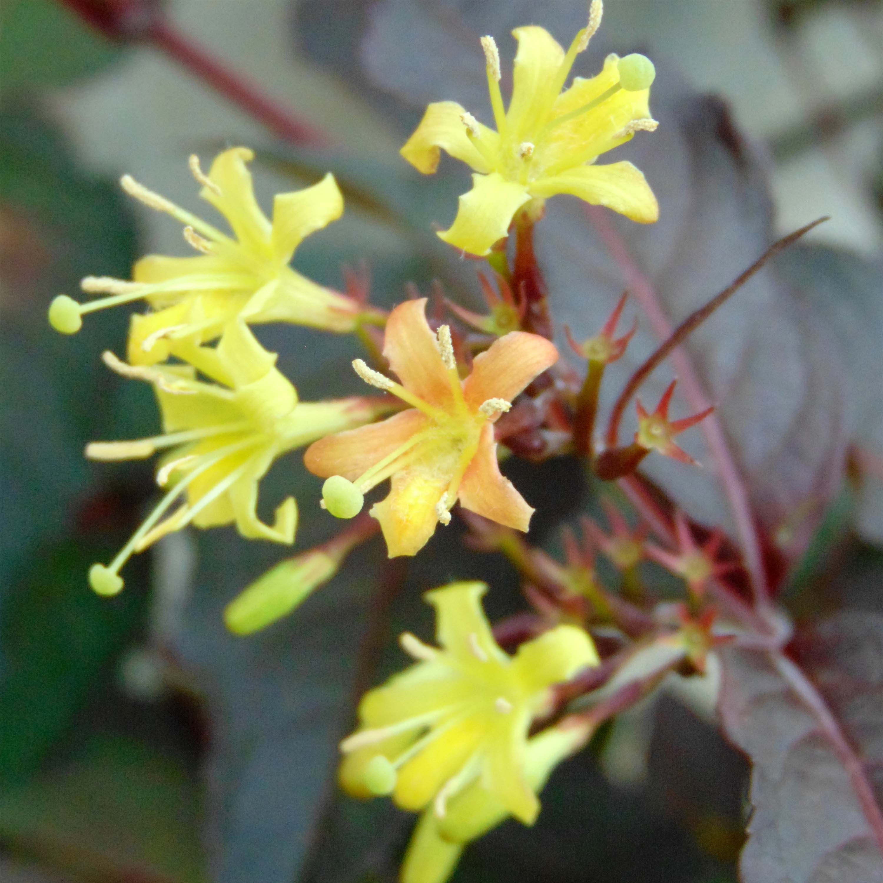 Diervilla splendens Diva - Buschgeißblatt