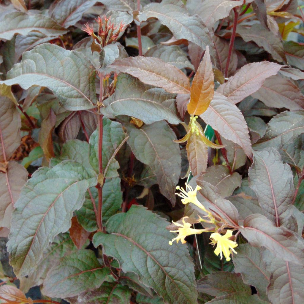 Diervilla splendens Diva - Buschgeißblatt