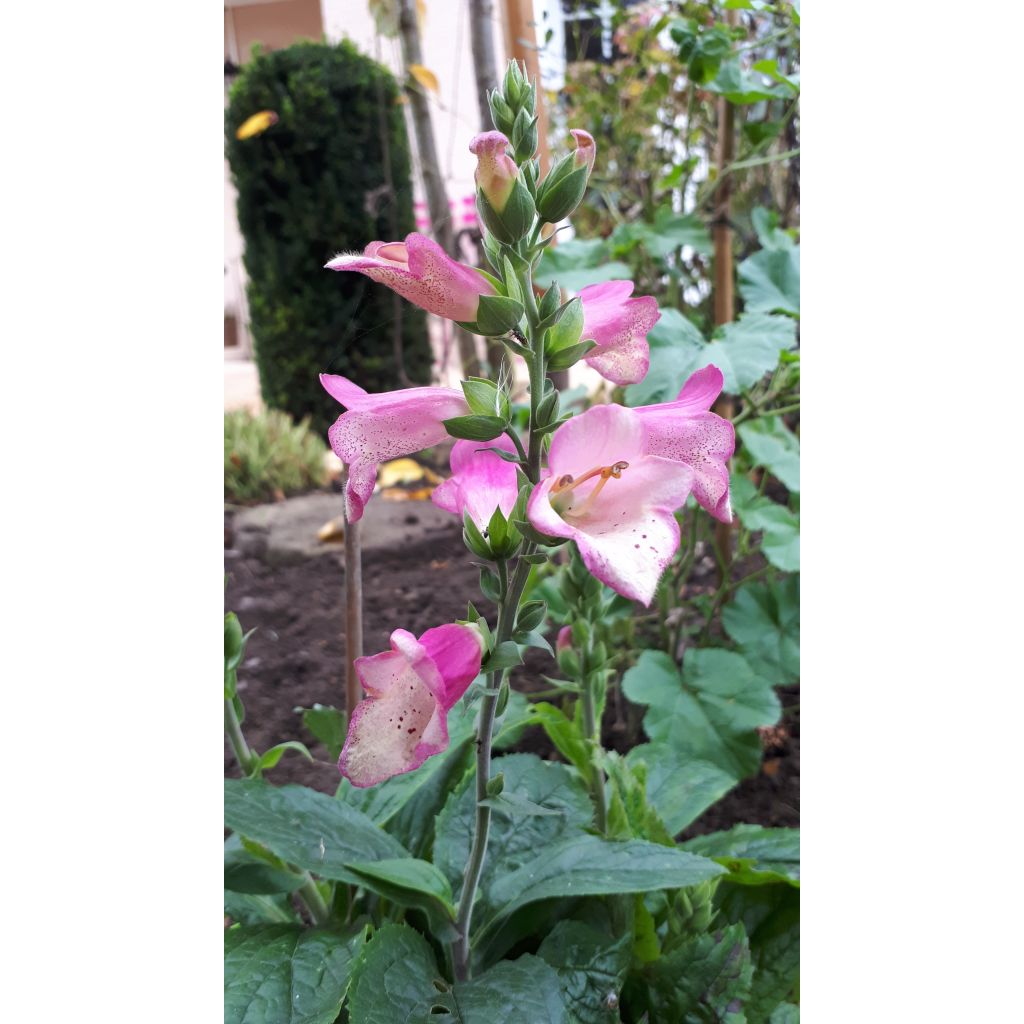 Digitalis Berry Canary - Fingerhut