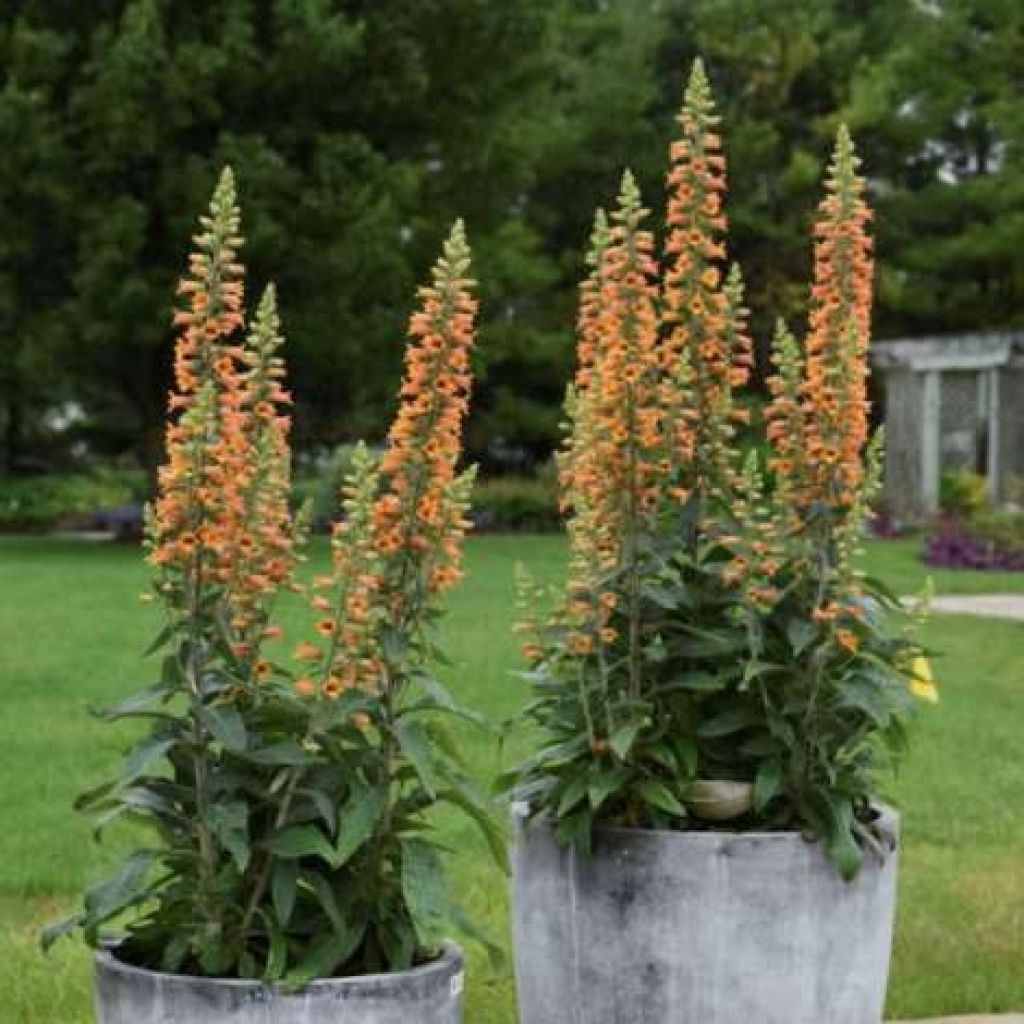 Digitalis Firecracker - Fingerhut