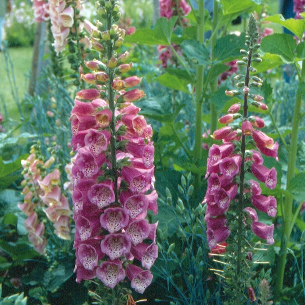 Digitalis mertonensis Summer King - Mehrjähriger Fingerhut