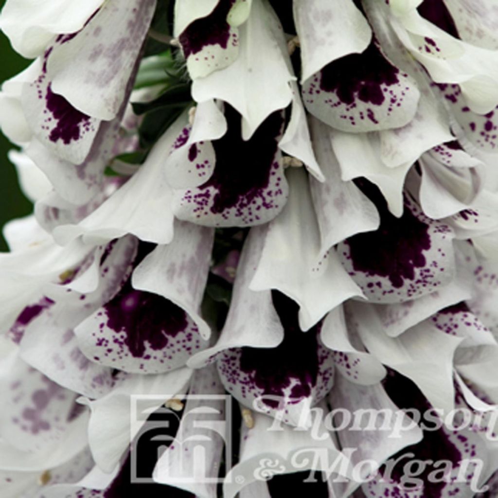 Fingerhut Pam's Split (Samen) - Digitalis purpurea