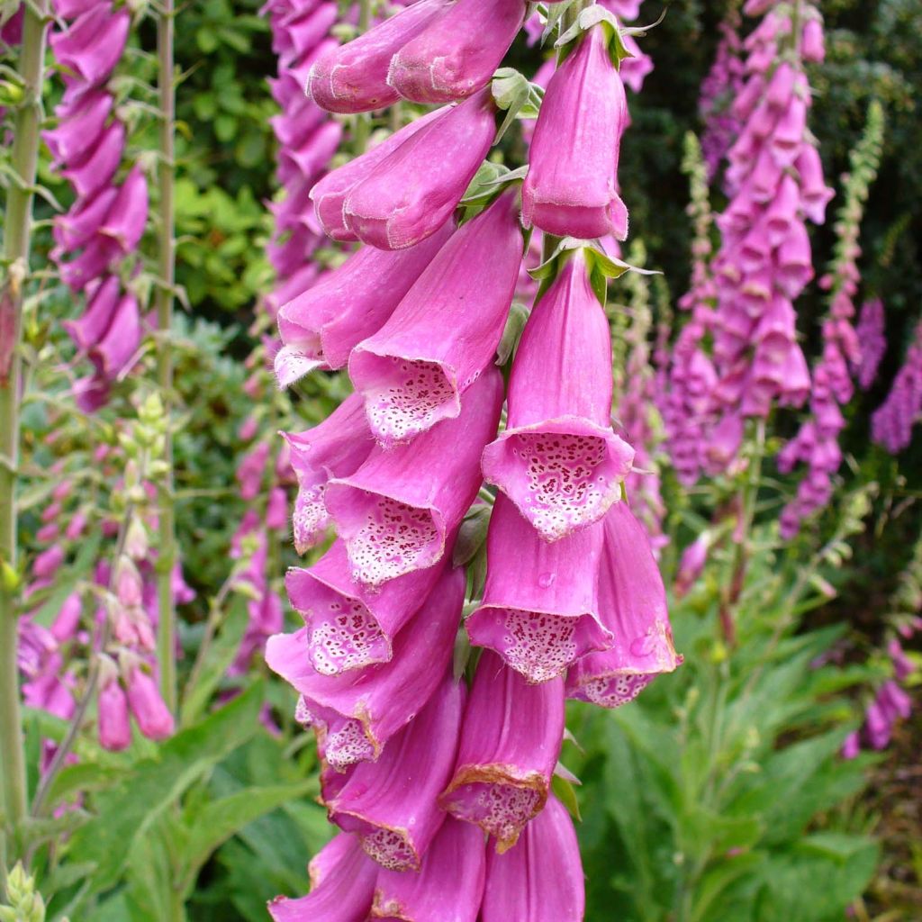 Roter Fingerhut - Digitalis purpurea